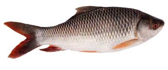 Rui (Deshi) (2-2.99kg)