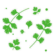 Coriander