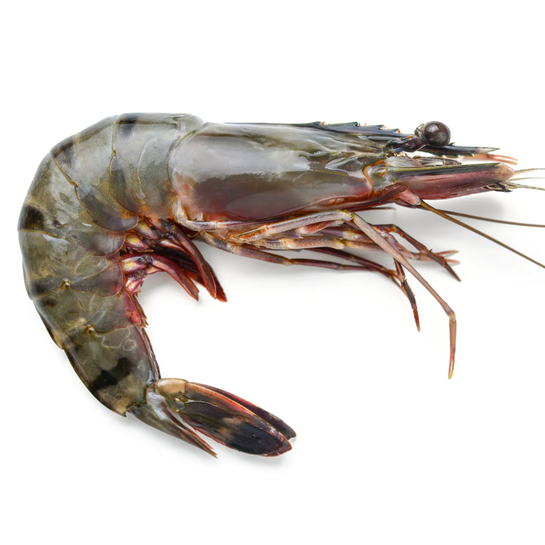 Prawn